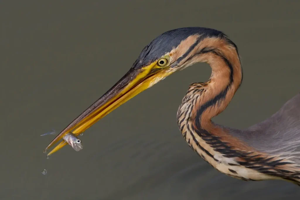 violet-feathered heron