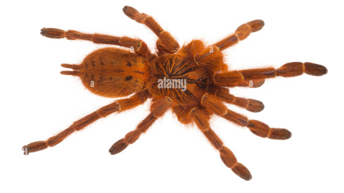 orange bitey thing spider