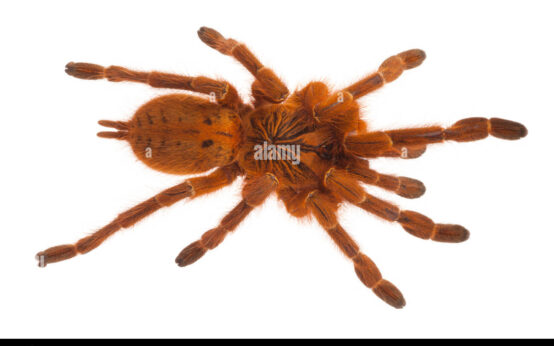 orange bitey thing spider