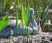 wetlands permitting challenge by florida