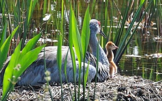 wetlands permitting challenge by florida