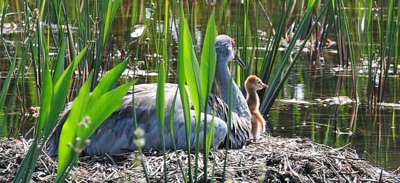 wetlands permitting challenge by florida