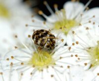 small brown striped bugs nebraska