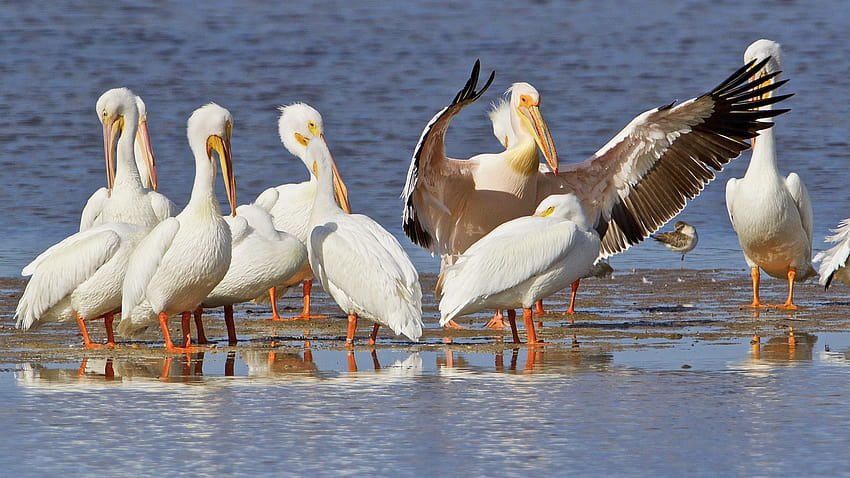 wetlands permitting challenge by florida